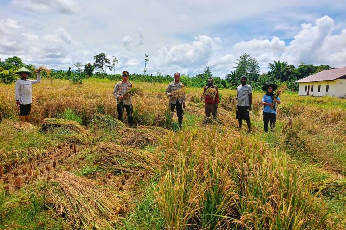 Dukung Program Asta Cita Presiden, Polres Keerom dan Masyarakat Panen 3 Ton Padi dan 4 Ton Jagung