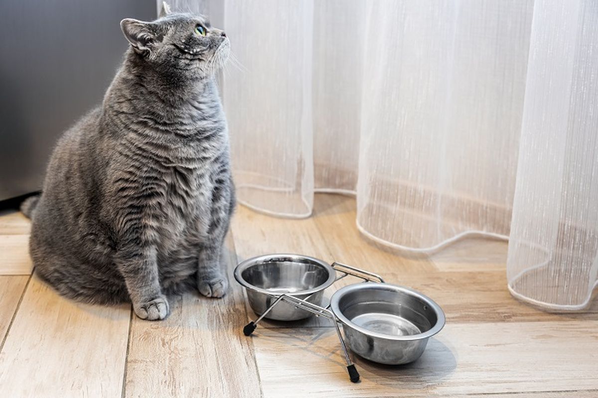 Waspada, Ras Kucing Ini Rentan Alami Obesitas dan Penyakit Serius