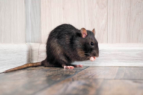 11 Bahan Dapur untuk Usir Tikus dari Rumah, Apa Saja?