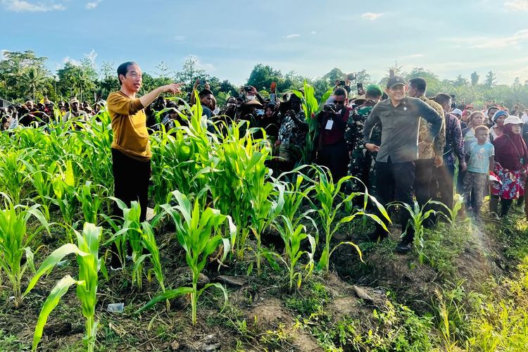 Presiden Joko Widodo meninjau lahan food estate jagung di Kabupaten Keerom, Papua, Selasa (21/3/2023)