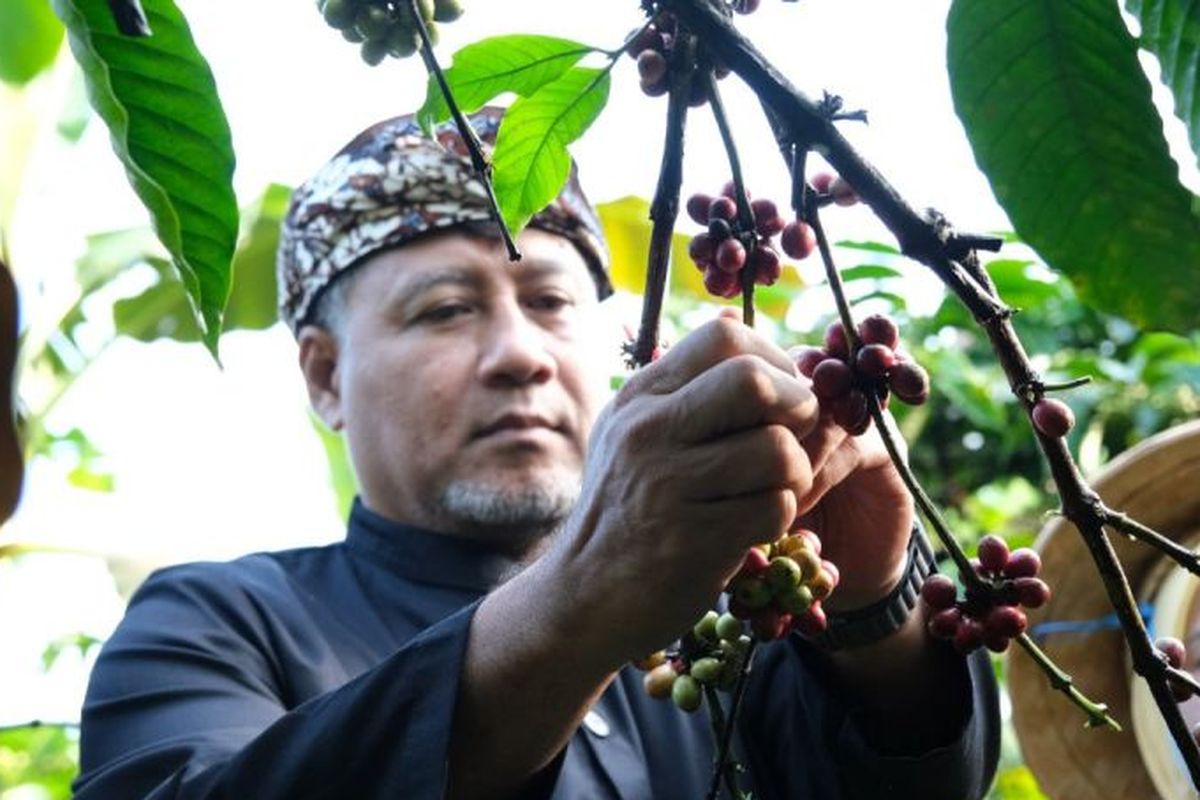 Penjabat Bupati Temanggung, Hery Agung Prabowo panen kopi di Desa Gemawang, Kabupaten Temanggung, Jawa Tengah.