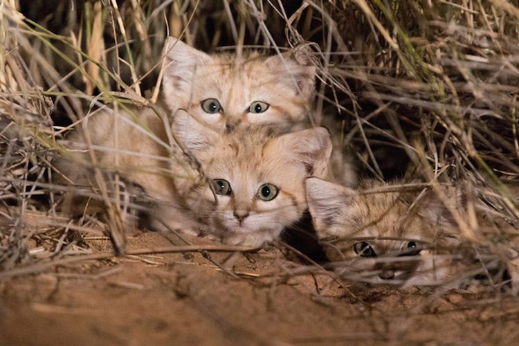 Tiga anak kucing pasir yang berhasil didokumentasikan oleh tim peneliti Panthera di Gurun Sahara Maroko. 