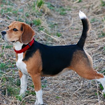 Ilustrasi anjing Beagle, Ilustrasi ekor anjing.