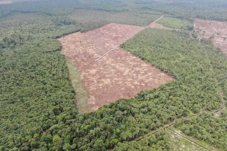 Inilah penampakan kawasan hutan SM Giam Siak Kecil di Kabupaten Bengkalis, Riau, yang telah dirambah untuk dijadikan lahan perkebunan, Kamis (13/10/2022).