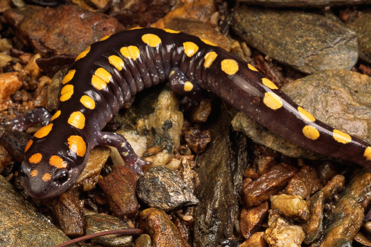 Salamander adalah hewan amfibi yang bisa hidup di darat dan di air. 