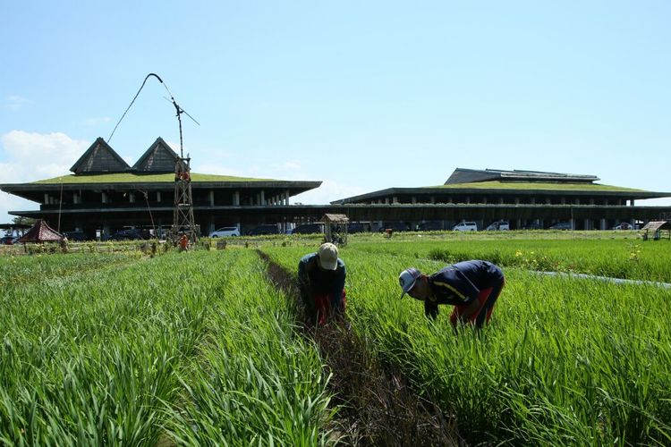 Sejumlah petani beraktivitas di depat Terminal Bandara Banyuwangi yang berkonsep 'green building'.