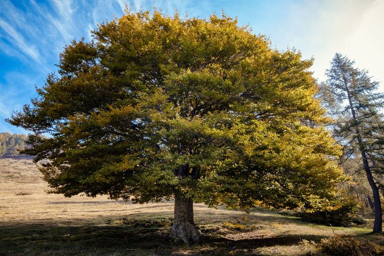 Pohon Elm adalah salah stau jenis tanaman yang banyak dijumpai di Inggris.