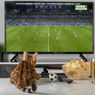 Alasan Kucing Suka Menonton Televisi