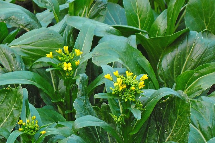 Ilustrasi menanam caisim, budidaya caisim. 