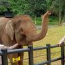 Tidak Sembarangan, Begini Cara Pemindahan 2 Gajah dari Bali ke Lembang
