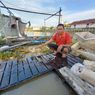 Cerita Nelayan di Sungai Mahakam Terdampak Tumpahan Minyak, Bangun Pagi Lihat Ikan Mati