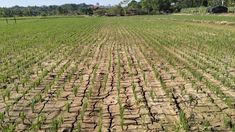 Kemarau Panjang Ancam Pasokan Pangan di Jabar, Harga Cabai dan Bawang Berpotensi Naik