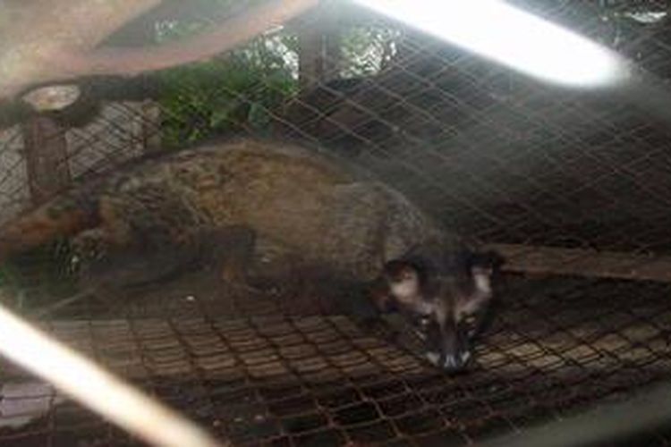 Unduh 730 Gambar Hewan Luwak Terbaik Gratis