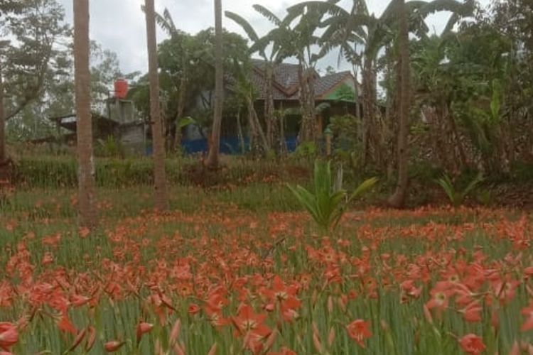 Bunga amarilis mulai bermekaran di Patuk, Gunungkidul
