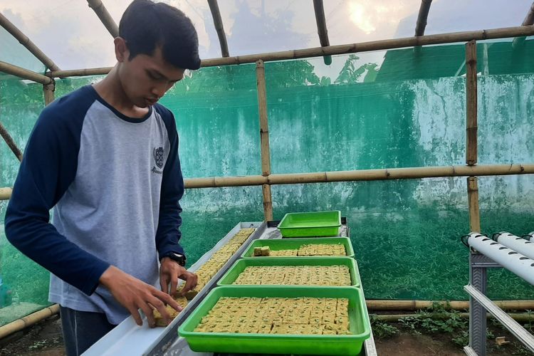 Arif Hermawan (25), petani hidroponik saat ditemui di kebunnya di Kecamatan Kedungjajang, Kabupaten Lumajang, Jawa Timur, Rabu (6/7/2022)