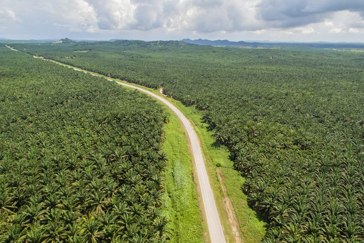 kebun kelapa