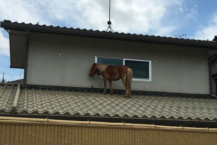 Kuda poni terdampar di atap rumah saat banjir bandang di Jepang
