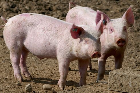 Kematian 44.322 Ekor Babi di Kalbar Diakibatkan 3 Gelombang Penyebaran Flu Afrika