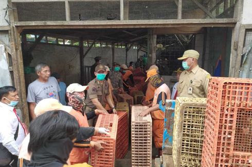 Pengusaha Tempat Pemotongan Unggas: Karyawan Tidur Bareng Ayam Tidak Ada yang Sakit