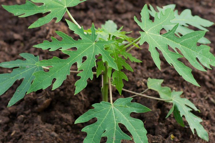 Ilustrasi menanam pepaya, pohon pepaya, tanaman pepaya yang masih muda.