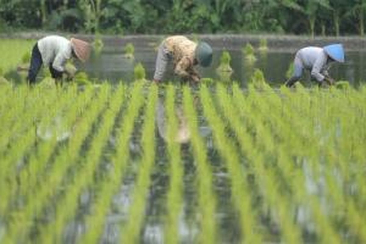 Buruh tani menanam bibit padi hibrida PP-1 di Desa Tirtonirmolo, Kasihan, Bantul, DI Yogyakarta, Senin (14/5/2012).