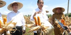 Panen Jagung di Gorontalo Meningkat, Jokowi Minta Bulog Lakukan Penyerapan