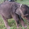 Jatuh Sakit Usai Terpisah dari Induk, Anak Gajah Yuni Akhirnya Tutup Usia