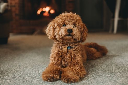 5 Tips Mendekorasi Rumah yang Ramah untuk Anjing Peliharaan