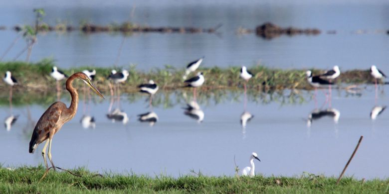 Mencari Bangau Hitam Di Gorontalo