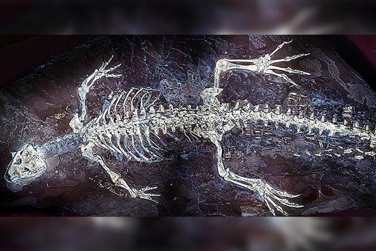 Buaya Purba Seukuran Kucing Ini Simpan Kulit dan Warna Aslinya