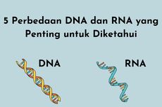 5 Perbedaan DNA dan RNA yang Penting untuk Diketahui