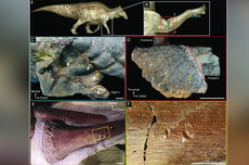 Ditemukan Fosil Kulit Langka yang Ungkap Penyebab Kematian Dinosaurus