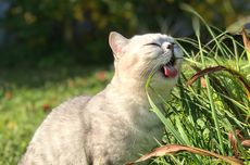 Alasan Kucing Memakan Rumput, Kapan Anda Perlu Khawatir?