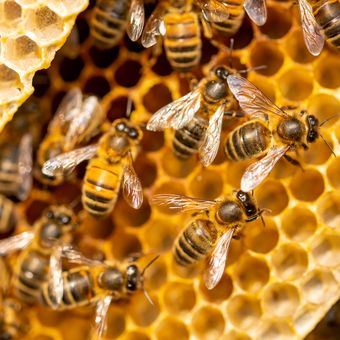 Ilustrasi lebah madu. Kawanan lebah madu bisa menghasilkan sengatan listrik lebih besar dari awan badai.