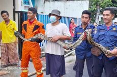 Damkar Tangkap Ular Sanca Batik 3 Meter yang Masuk Rumah Warga di Serpong