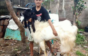 Jasa Kawin Kambing, Salah Satu Sumber Cuan yang Mulai Banyak ...