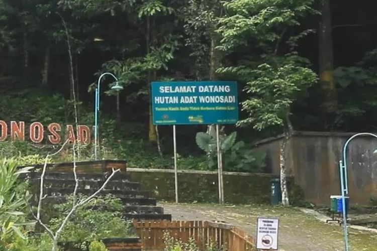 Selain pohon khas yang berusia ratusan tahun, Hutan Adat Wonosadi juga menyimpan tumbuhan yang berkhasiat untuk obat. Seperti tanaman sambiloto (Andrographis paniculata Nees) dan tanaman obat langka buah buni/wuni (Antidesma bunins) yang masyarakat sekitar menyebutnya dengan daun mojar.