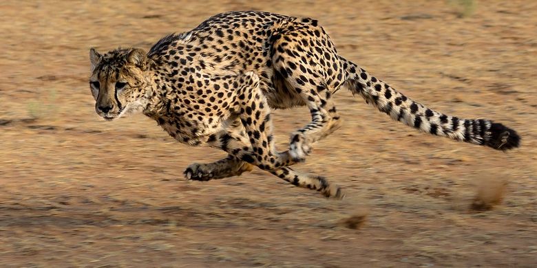 Why Are Cheetahs the Fastest Cats? Discover the Anatomy Behind Their Incredible Speed