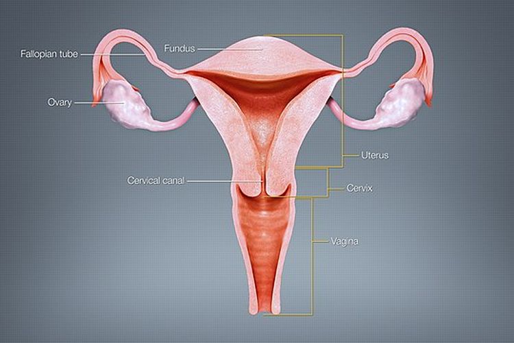 Rahim berperan penting dalam kesehatan dan fungsi reproduksi wanita. Ini organ berukuran sekecil apel, tapi berkembang seukuran semangka selama kehamilan.