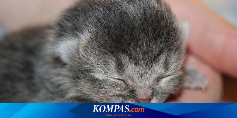5 Cara Mudah Merawat Anak Kucing