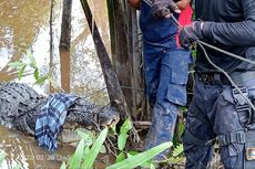Sempat Menerkam Wanita, Buaya Sepanjang 5,2 Meter Ditangkap Petugas Damkar di Riau