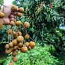 Apa Manfaat Kelengkeng untuk Kesehatan? Simak Rahasia Buah 