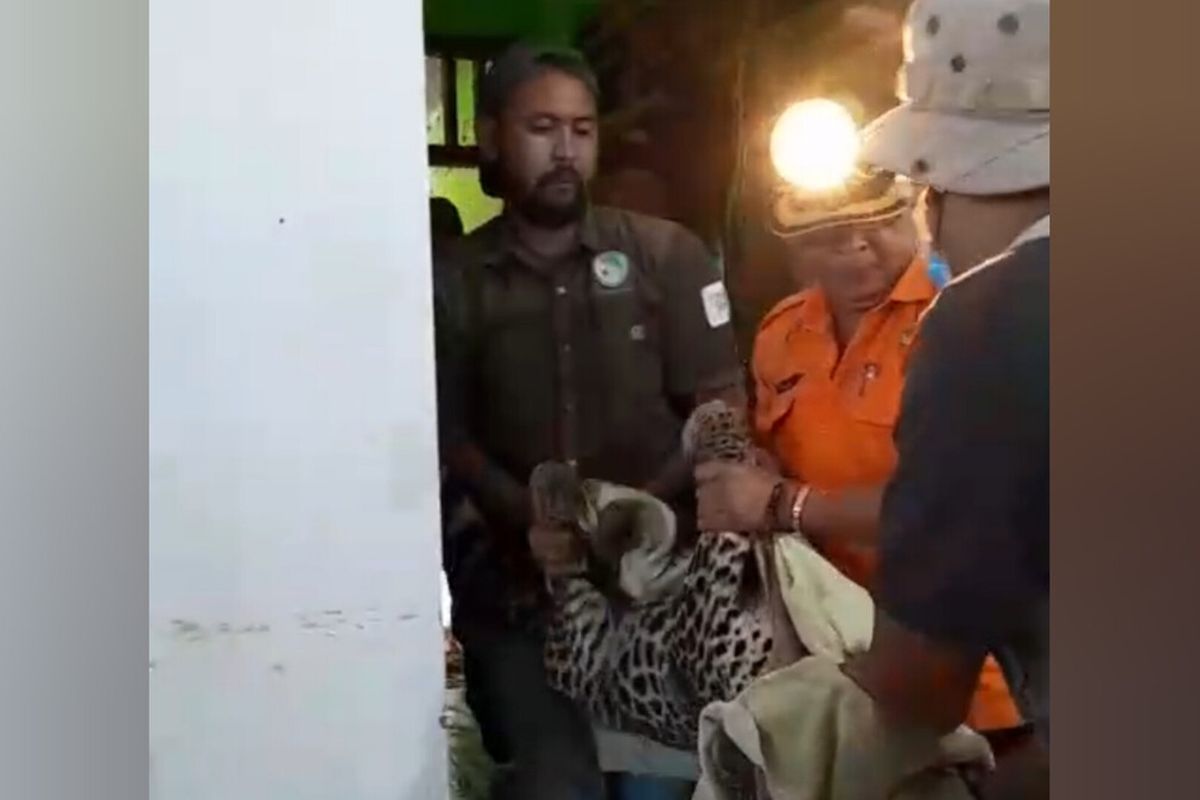 Tim gabungan BBKSDA BPBD damkar dan kepolisian berhasil evakuasi macan tutul jawadi eks gedung kantor balaidesa Kutamandarakan Kecamatan Maleber Kabupaten Kuningan Jawa Barat pada Selasa (26/8/2025) petang.
