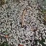 Ribuan Ikan Mati di Waduk Komplek Industri SIER Surabaya, Sample Ikan dan Air Sedang Diuji