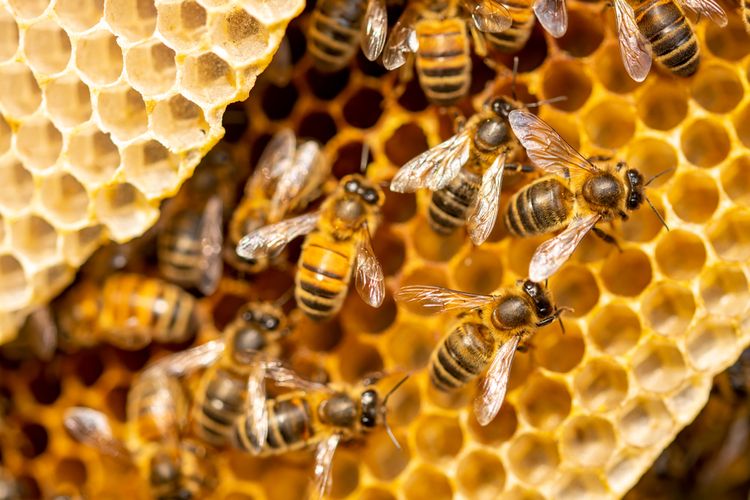 Ilustrasi lebah madu. Kawanan lebah madu bisa menghasilkan sengatan listrik lebih besar dari awan badai.