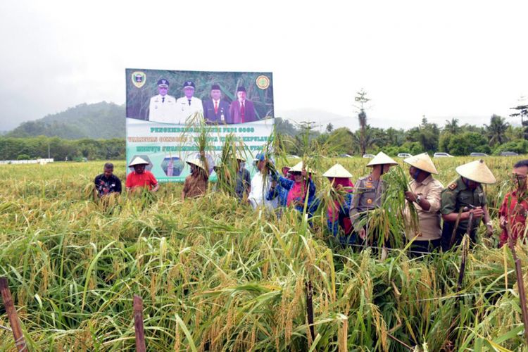 Padi Di Ladang Yang Ditanam Pada Musim Penghujan Disebut 