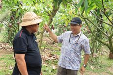 Lewat Indonesia International Cocoa Conference, Jembrana Kenalkan Potensi Kakao yang Juara