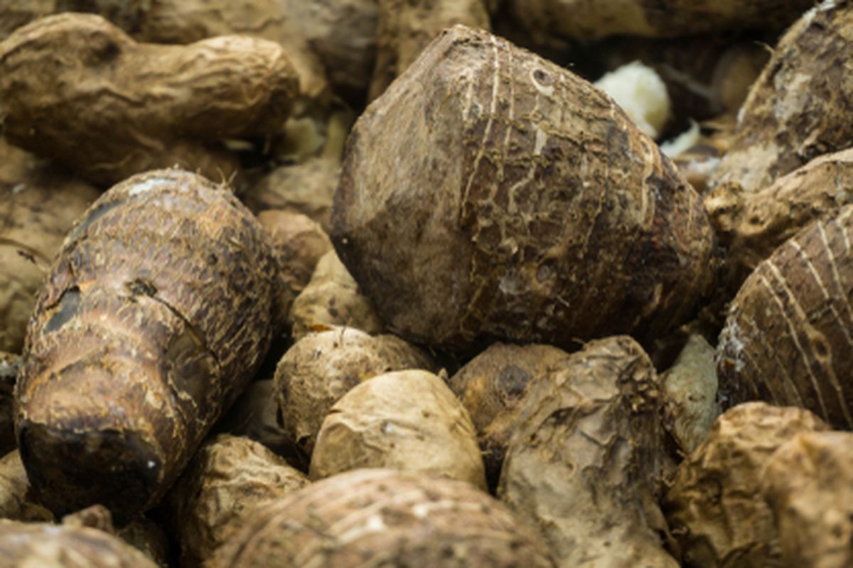 Ilustrasi budidaya umbi gembili