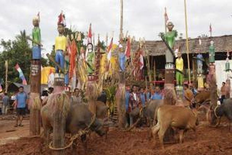 Kerbau dan sapi dalam upacara tiwah di Desa Parit, Kecamatan Cempaga Hulu, Kabupaten Kotawaringin Timur, Kalimantan Tengah, Rabu (27/11/2013). 