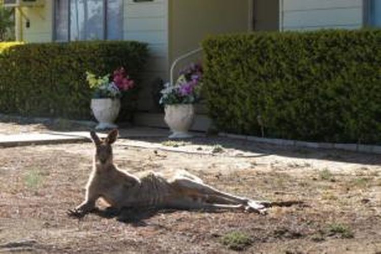 Kemarau membuat kota Longreach diserbu kanguru yang mencari makanan di wilayah pemukiman. Kanguru yang merebahkan diri di halaman rumah warga menjadi pemandangan umum di Longreach. Selain rumah warga, kanguru juga menguasai halaman sekolah. 